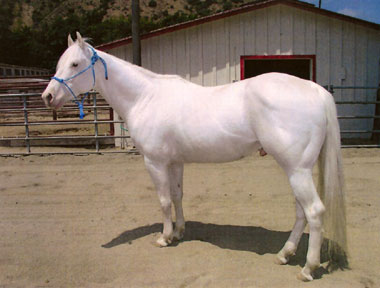 dominant weißes Pferd