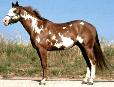 gesundes Pferd mit Frame Overo Scheckung