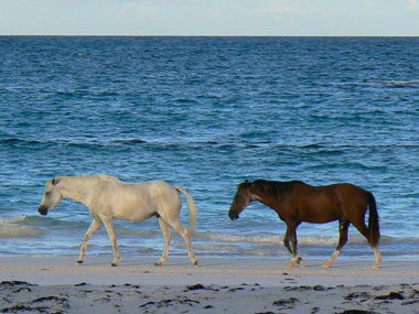 Abacos am Strand von Harbour Island