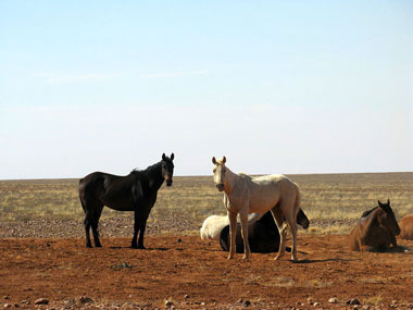 Brumbies im heißen Outback
