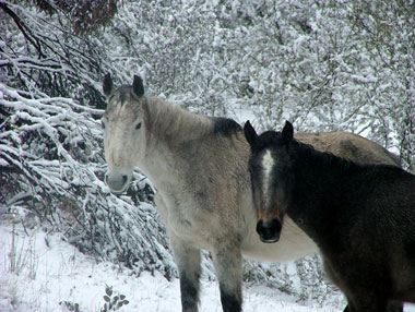 Brumbies Kopf
