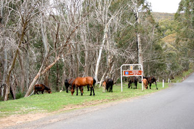 Brumbies am Straßenrand