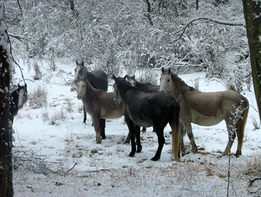 Brumbies in winterlicher Landschaft