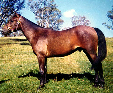 Brumby