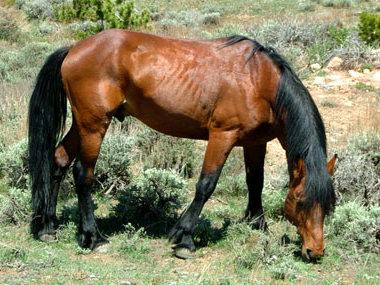 Mustang grasend