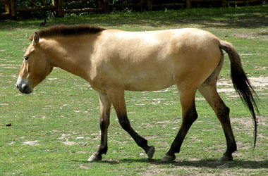 Przewalski-Pferd