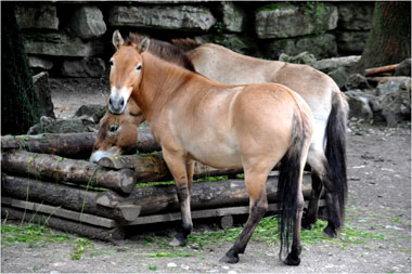 Przewalski-Pferd Wildabzeichen