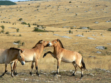 Przewalski-Pferde Frankreich