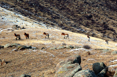 Przewalski-Pferde Mongolei