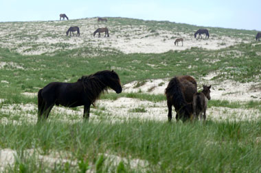Sable Island Ponies Herde