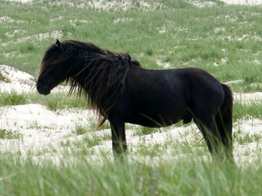 Sable Island Pony
