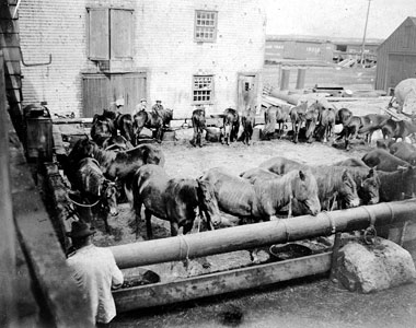 Sable Island Ponies Auktion