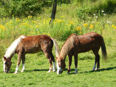 Sable Island Ponies grasend