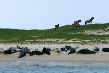 Sable Island Ponies Robben