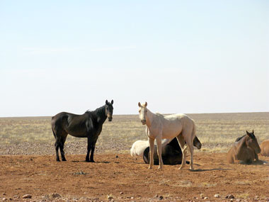 Brumbies
