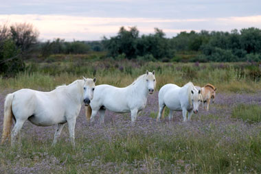 Camargue Pferde