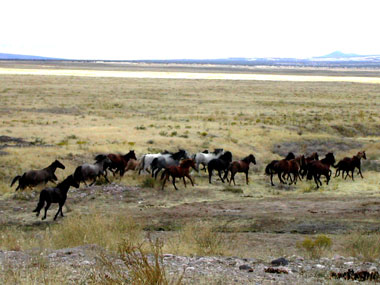 Mustangs