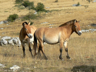 Przewalski-Pferde
