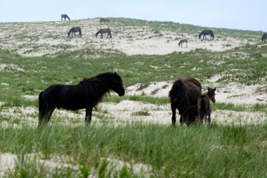 Sable Island Ponies