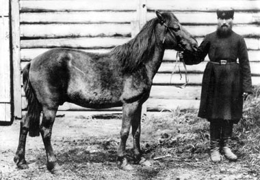 Der Tarpan