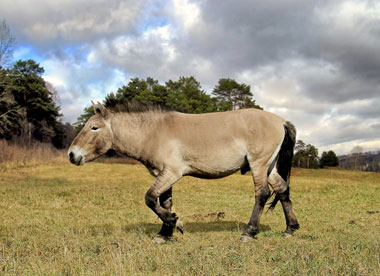 Das Wildpferd